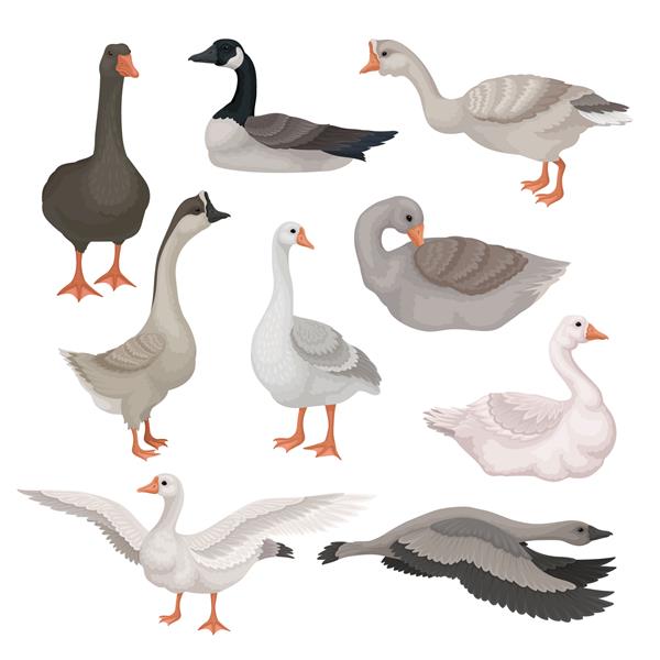 ست غازهای خاکستری و سفید در حرکات مختلف پرندگان وحشی و مزرعه ای با گردن دراز موضوع جانوران