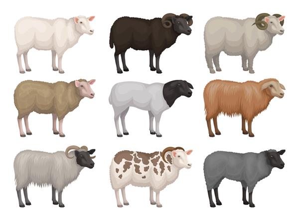 مجموعه قوچ و میش از نژادهای مختلف حیوان اهلی با کت پشمی موجود مزرعه دامپروری