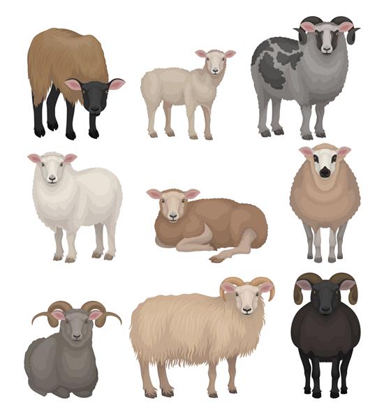 مجموعه ای از گوسفند و قوچ بامزه حیوانات مزرعه با کت پشمی و شاخ های منحنی موجود اهلی دامپروری