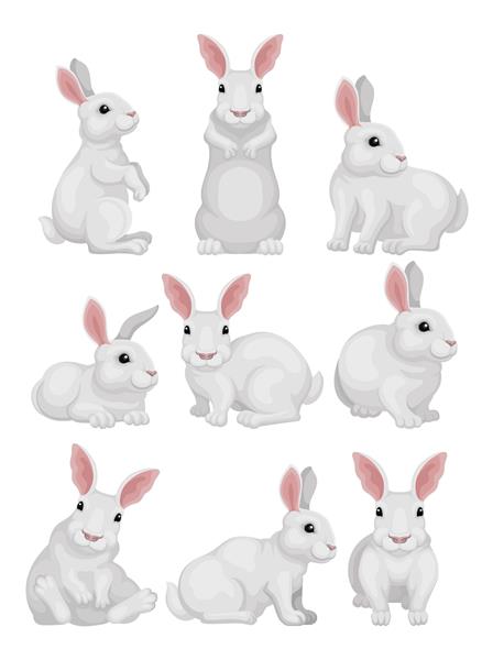 ست خرگوش سفید در حالت های مختلف حیوان پستاندار شایان ستایش خرگوش با گوش های بلند و دم کوتاه