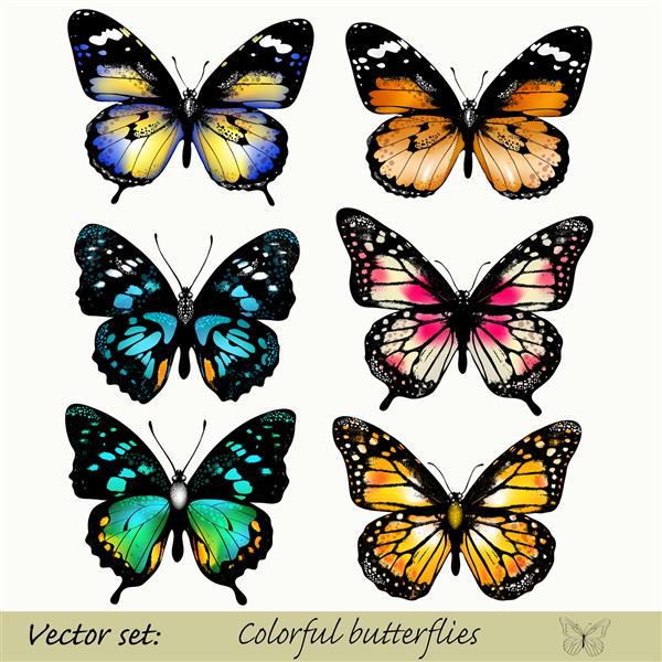 مجموعه پروانه های رنگی