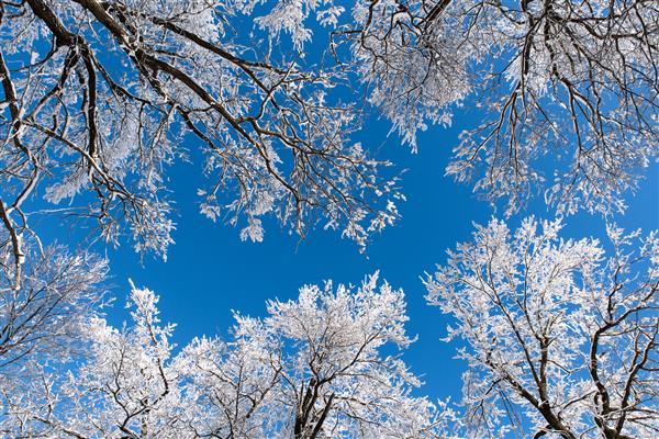 شاخه های زیبای پوشیده از برف در پس زمینه آسمان آبی