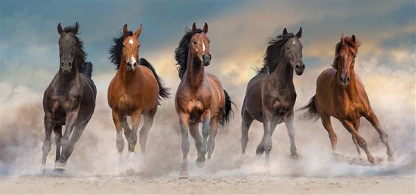 گله اسب ها به سرعت در گرد و غبار صحرا در برابر آسمان غروب خورشید می دوند
