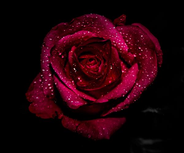 عکسی از نمای نزدیک از یک گل رز قرمز عمیق که با قطرات آب در مقابل پس زمینه سیاه پوشیده شده است