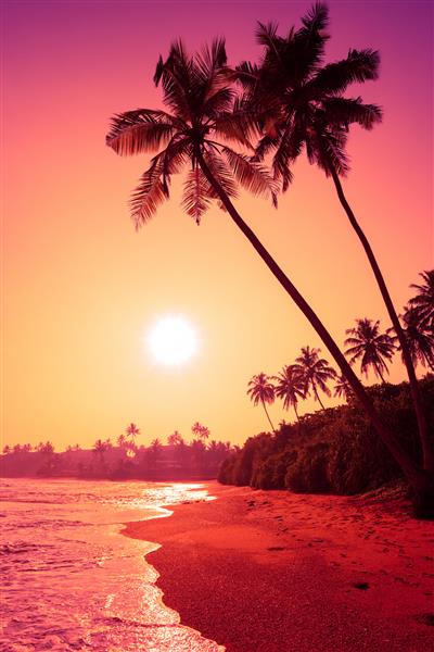 درختان نخل در ساحل استوایی در غروب استوایی صورتی رنگارنگ