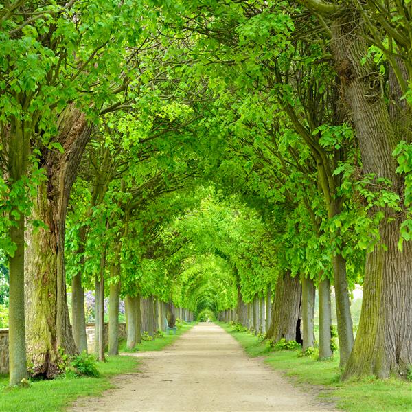 خیابان درختان تونل مانند مسیر پیاده‌روی درختان پوشیده از پارک در بهار