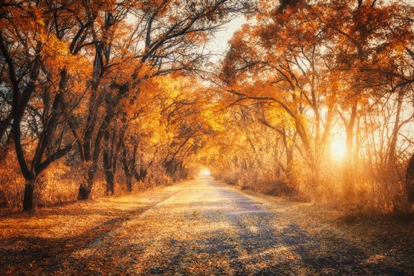 جنگل پاییزی با جاده روستایی در غروب آفتاب منظره رنگارنگ با درختان جاده روستایی برگ های نارنجی و قرمز خورشید در پاییز مسافرت رفتن پس زمینه پاییز جنگل شگفت انگیز با شاخ و برگ های پر جنب و جوش در عصر