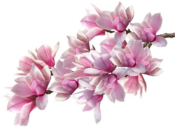 دسته گل ماگنولیا صورتی شکوفه و زیبا جدا شده در پس زمینه سفید