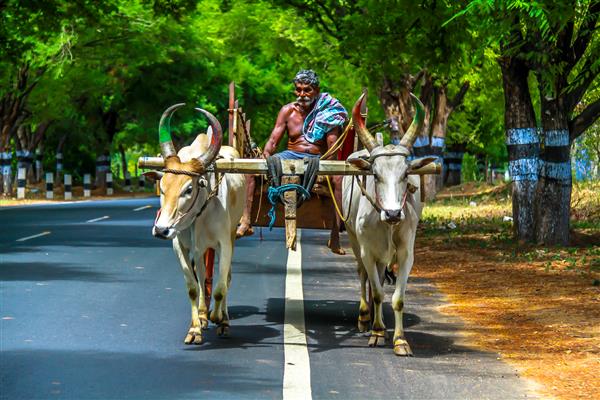 در تامیل نادو مرز کرالا هند یک کشاورز را روی گاری گاو خود پیدا کرد
