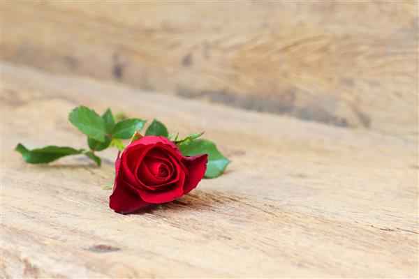 گل رز قرمز روی پس زمینه بافت چوبی نماد هدیه عشق برای روز ولنتاین برای زوج هایی با فضای آزاد