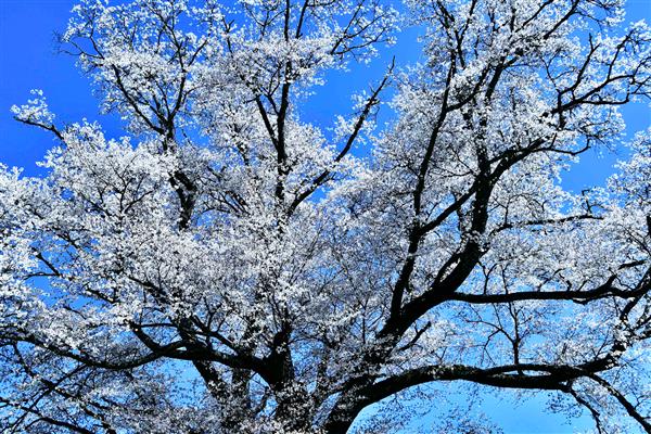 تصویری از شکوفه دادن درخت ساکورا با آسمان آبی در پس زمینه