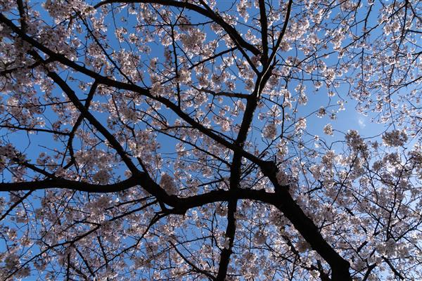 گل های شکوفه های گیلاس در شهر فوکوکا ژاپن شکوفا می شوند