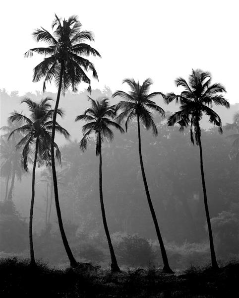 عکس سیاه و سفید از شبح درختان نخل هند