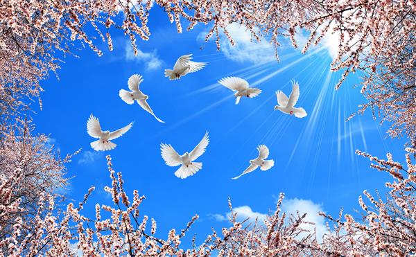 پرواز کبوترها در میان شکوفه های گیلاس در آسمان آبی