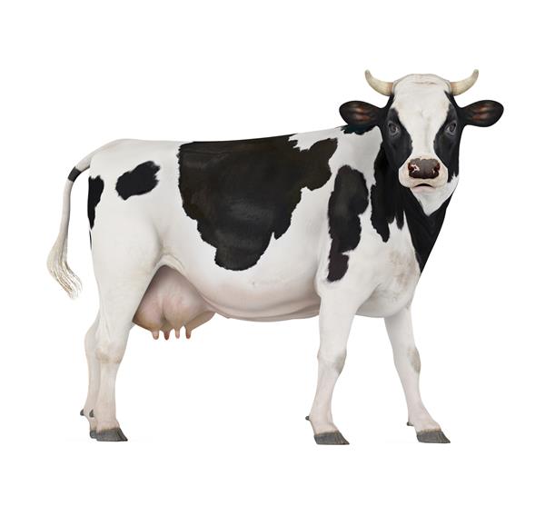 گاو جدا شده در پس زمینه سفید رندر سه بعدی