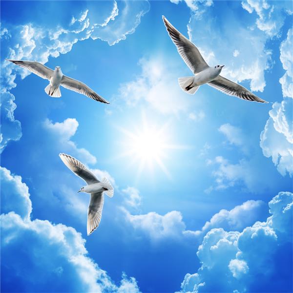 مرغان دریایی که در آسمان آفتابی آبی بر فراز ساحل دریای بالتیک پرواز می کنند