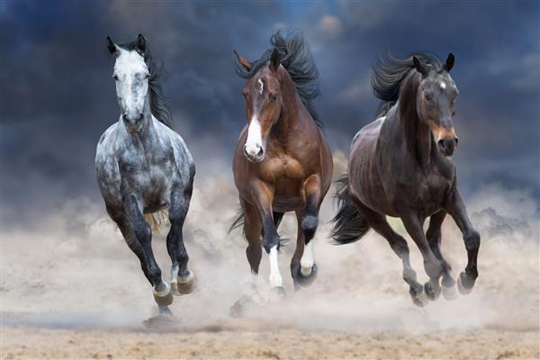 گله اسب ها آزادانه روی گرد و غبار صحرا در برابر آسمان طوفان می دوند