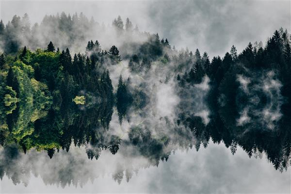 تصویر انتزاعی با جنگل مه آلود که شبیه امواج صوتی است