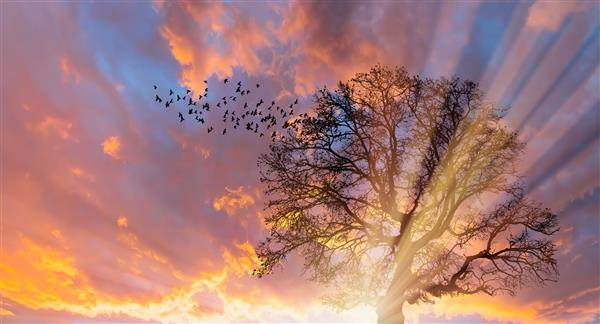 سیلوئت پرندگانی که در غروب شگفت انگیز بر فراز درخت مرده تنها پرواز می کنند پرتوهای خورشید در پس زمینه