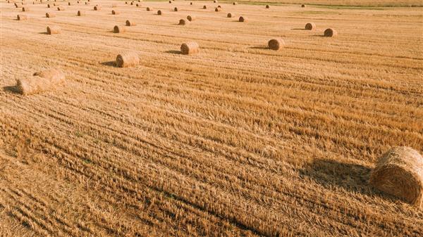 گندم زار برداشت شده از ارتفاع توسط کمباین