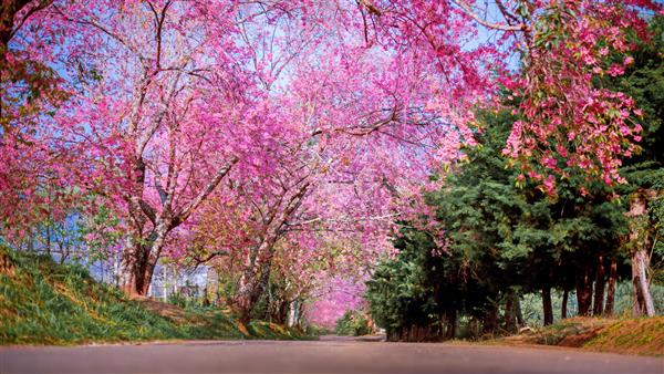 مسیر شکوفه های گیلاس بهاری از طریق جاده ای زیبا چیانگ مای تایلند