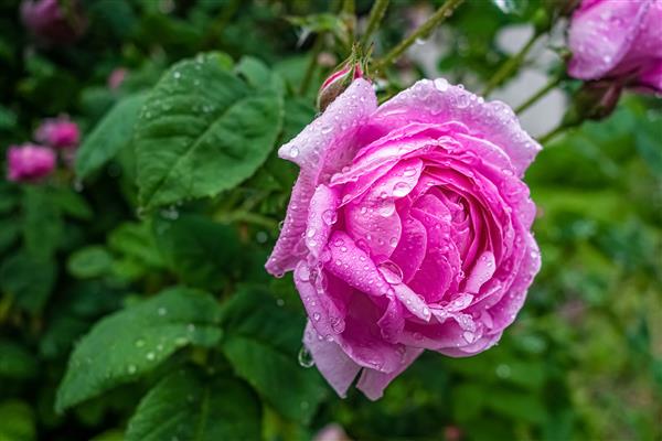 گل رز دمشقی صورتی پس از باران در باغ