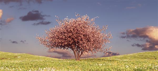 درخت شکوفه صورتی بر روی تپه چمن غروب آسمان بهار گل علفزار تزئینی منظره ژاپن رندر تصویر سه بعدی