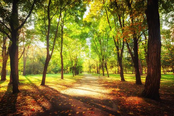 روز آفتابی در پارکی در فضای باز با درختان رنگارنگ پاییزی و مسیر رنگ های روشن شگفت انگیز چشم انداز طبیعت پاییزی