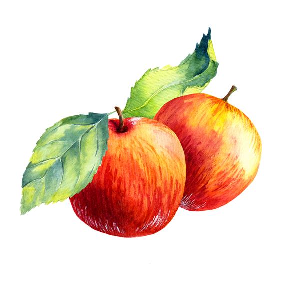 سیب میوه ای آبرنگ در پس زمینه سفید