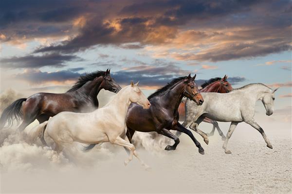 دویدن پنج اسب در صحرا هنگام غروب آفتاب