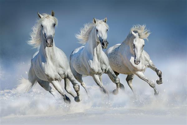 گروهی از اسب های زیبای عربی در زمین زمستانی برفی تاختند