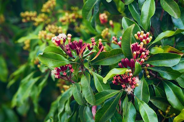 درخت میخک با گل‌های شکوفه‌دار و چوب‌های خام سبز و قرمز تازه که در کوه‌های بالی رشد می‌کند گیاهان گرمسیری ادویه های غذایی طبیعی تولید کننده مواد معطر و روغن در مزارع اندونزی