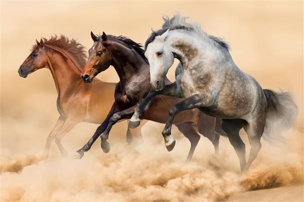سه اسب در گرد و غبار می دوند