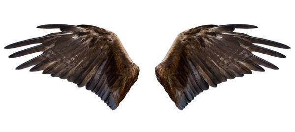 دو بال عقاب قهوه ای باز جدا شده روی سفید