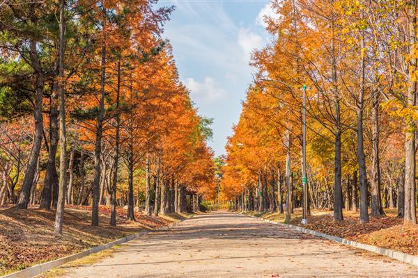 درختان پاییزی در پارک کره