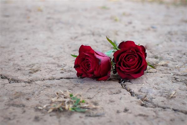 نمای نزدیک از دو گل رز قرمز که روی زمین قرار گرفته اند