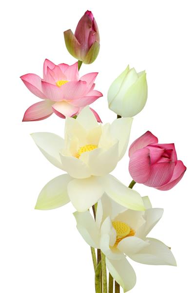 دسته گل زیبای نیلوفر آبی جدا شده در پس زمینه سفید