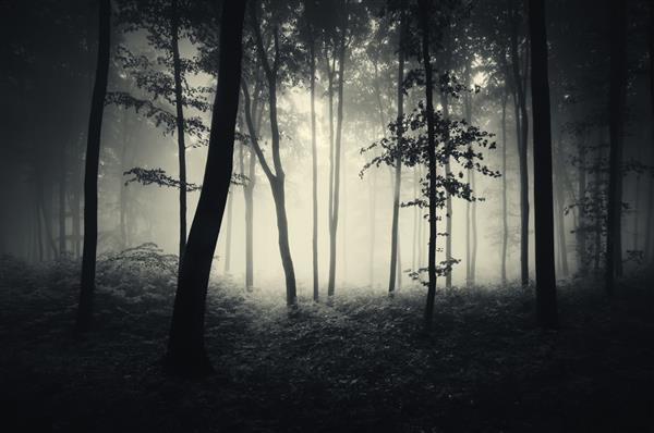 درختان در پس زمینه جنگل مه آلود
