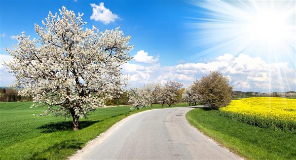 جاده و کوچه درختان گیلاس گلدار با آسمان زیبا و پرتو خورشید
