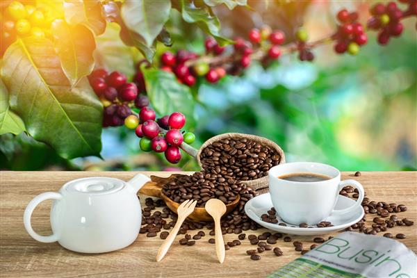 فنجان قهوه با دانه های قهوه روی میز چوبی و مزارع طبیعی