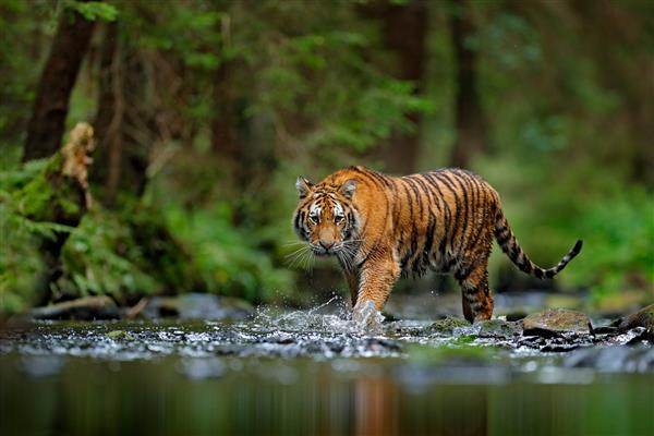 ببر آمور در حال قدم زدن در آب حیوان خطرناک تایگا روسیه حیوانی در رودخانه سرسبز جنگل سنگ خاکستری قطره رودخانه گربه وحشی در زیستگاه طبیعت