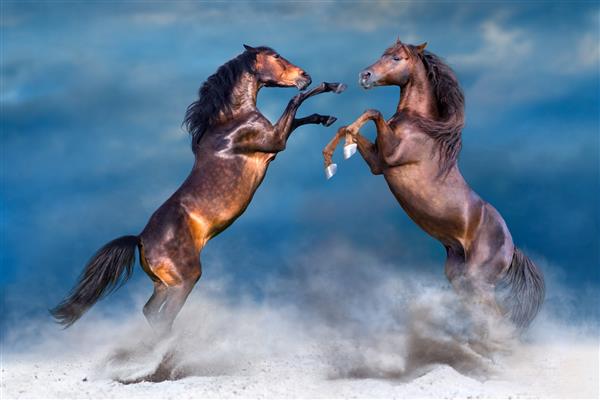 دو اسب بازی و پرورش در دست کویر