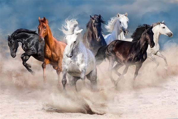 گله اسب در طوفان صحرا به سرعت می دود