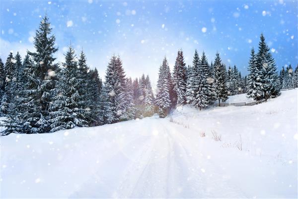 منظره زمستانی پری با درختان صنوبر و بارش برف مفهوم تبریک کریسمس