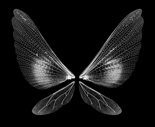 بال های حشرات جدا شده در زمینه سیاه