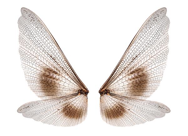 بال های حشرات جدا شده در زمینه سفید