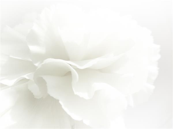 پس زمینه گل های سفید ماکرو بافت گلبرگ سفید تصویر رویایی نرم