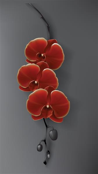 وکتور گل سیاه قرمز و طلایی استوایی روی پس زمینه تیره عنصر طراحی جدا شده از گیاه شناسی زیبا گیاه جنگلی استوایی روشن ارکیده قرمز عجیب و غریب طراحی عروسی یا اسپا