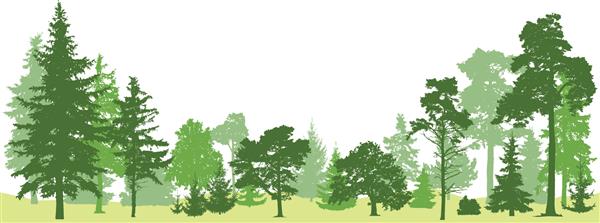 وکتور جنگل درختی درختان کاج همیشه سبز مجموعه ای جدا شده