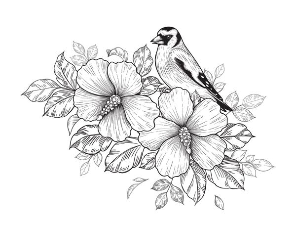 فنچ با دست کشیده شده روی شاخه هیبیسکوس با گل و برگ جدا شده در زمینه سفید وکتور ترکیب گل زیبا تک رنگ با پرنده به سبک قدیمی تی شرت طرح تاتو